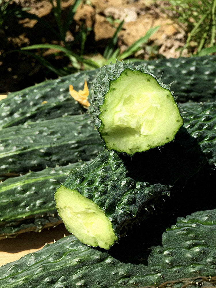 'Emerald Heart' Cucumbers (Cucumis sativus)