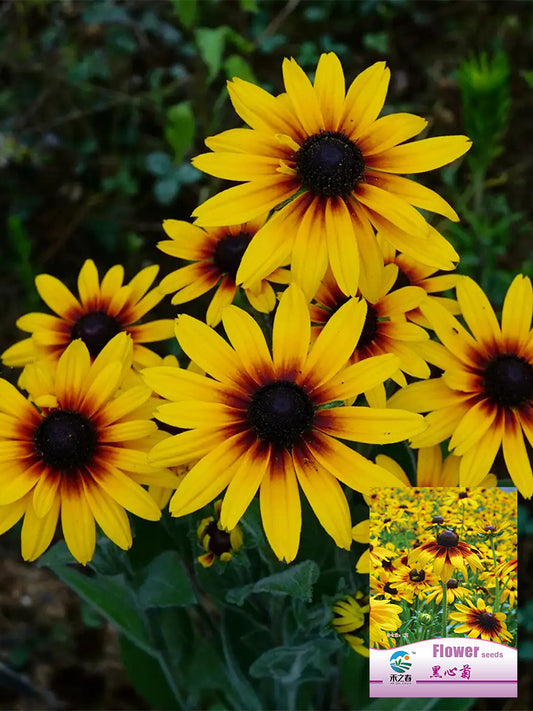 Hezhichun Tall Black-eyed Susan