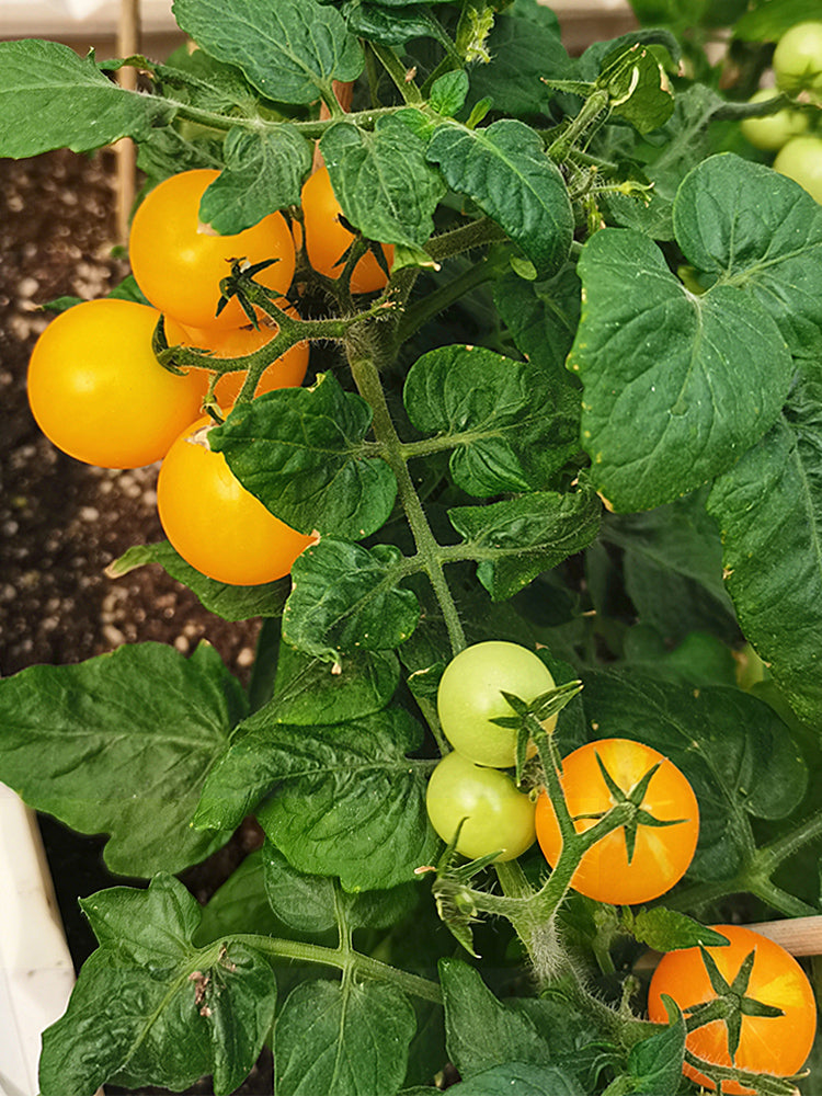 'Jinmeixiuzhu' Cherry Tomatoes