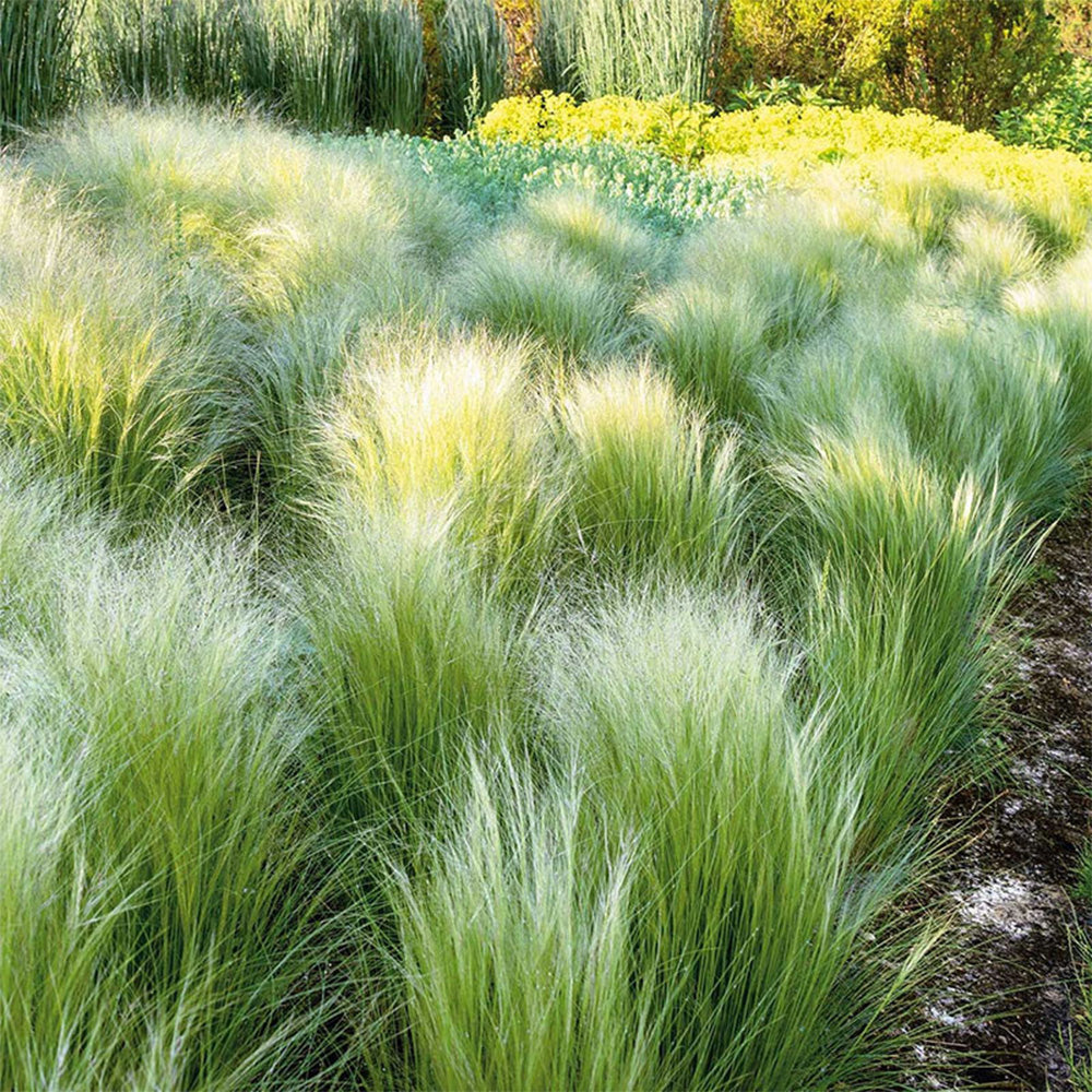 Mexican Feathergrass