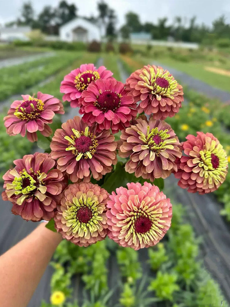 Zinnia elegans 'Queeny Lime Red'