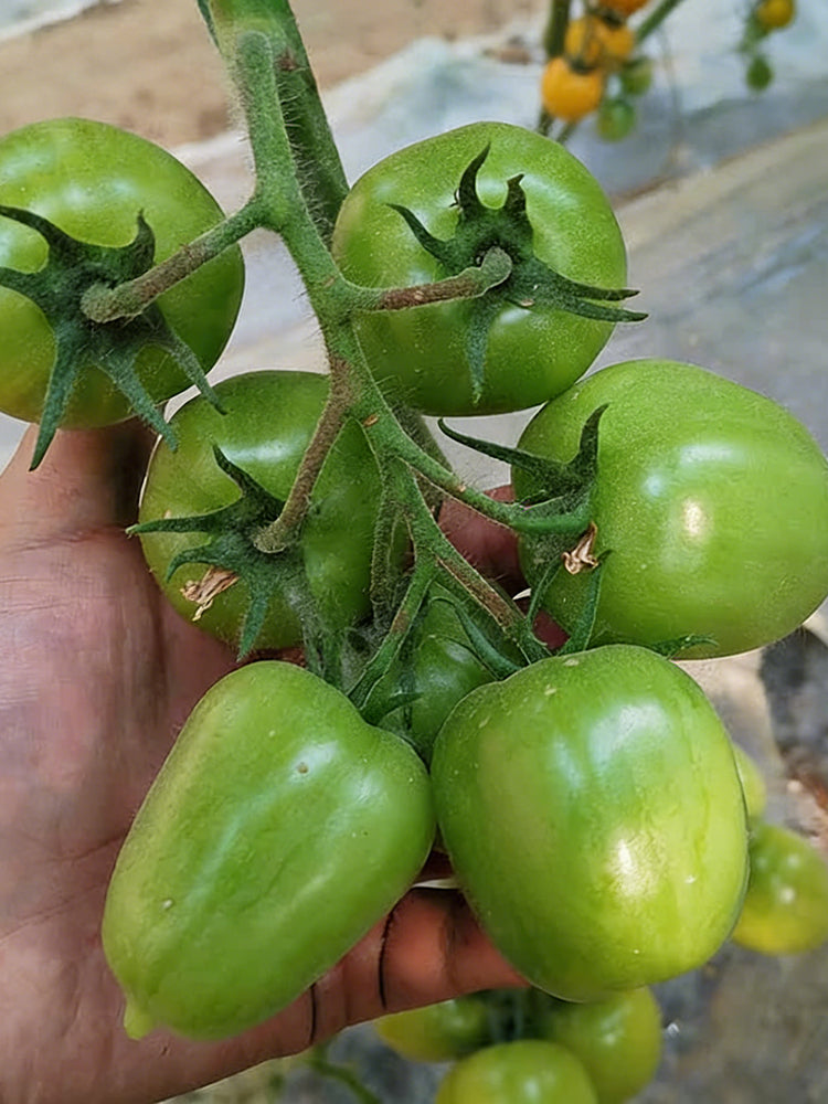 Green Jade Tomato