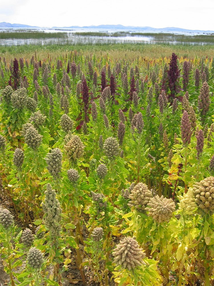 Tri-Color Quinoa