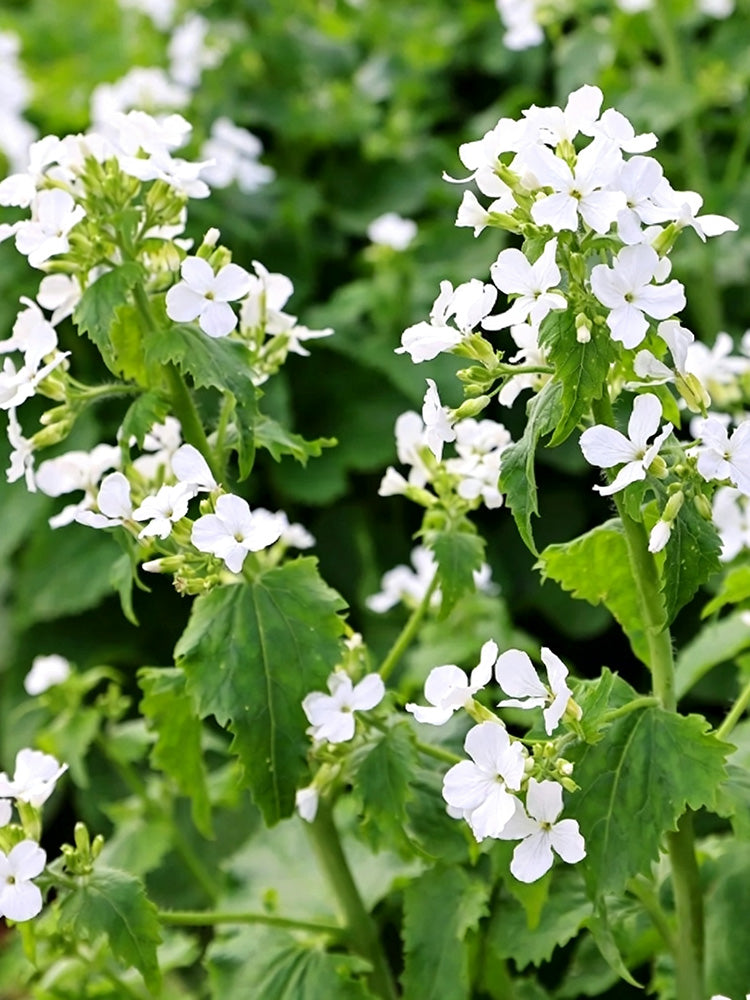 White Honesty Silver Dollar