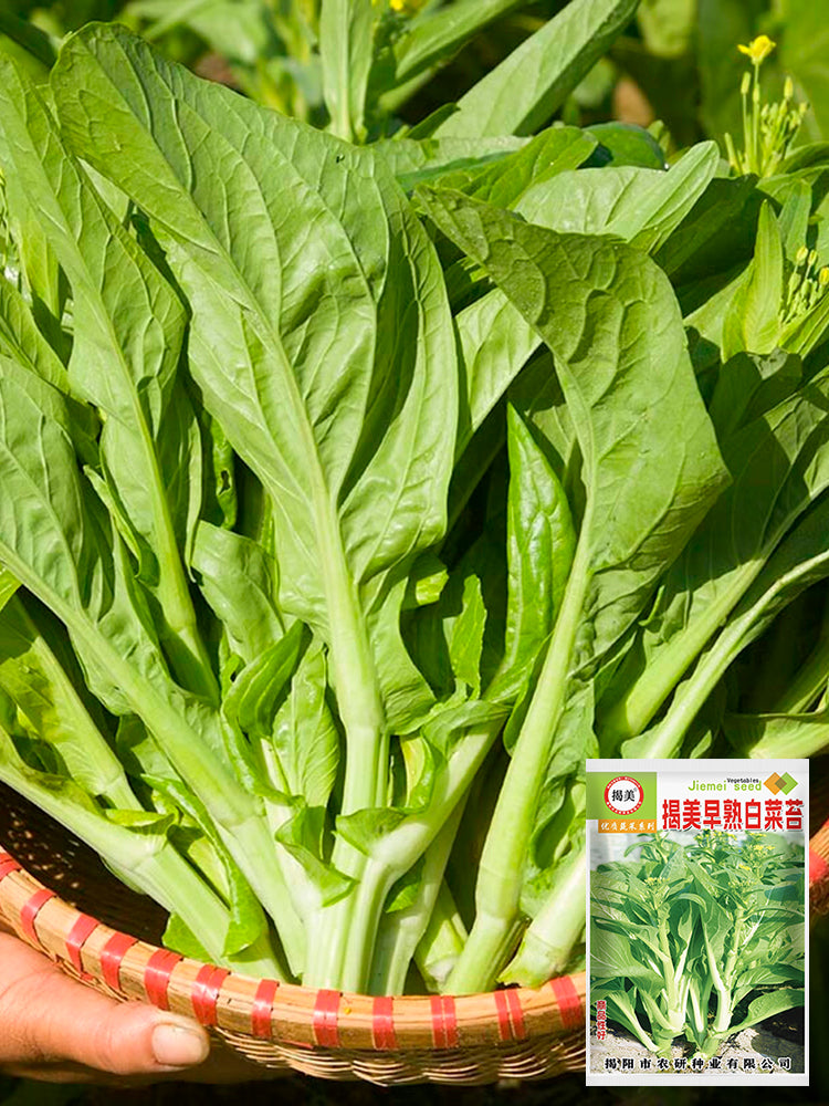 Jiemei Pak Choi Flowering Stem