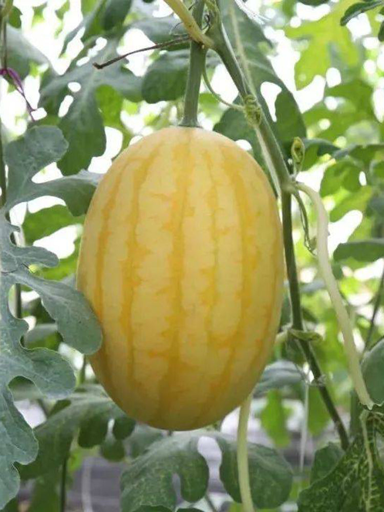 'Jinshuai 02 Golden Robe' Watermelon