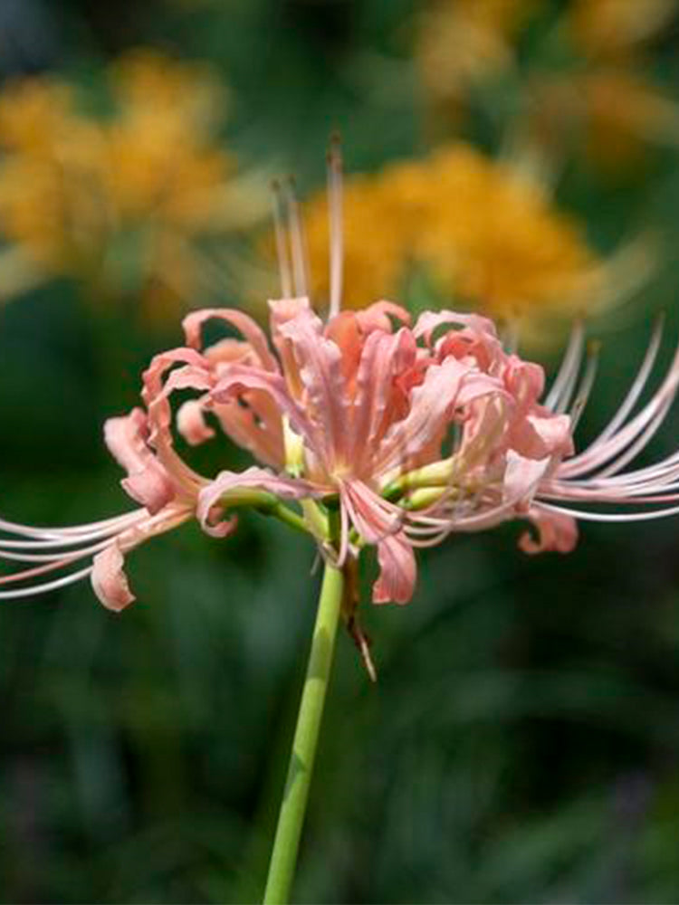 Lycoris 'Champagne'
