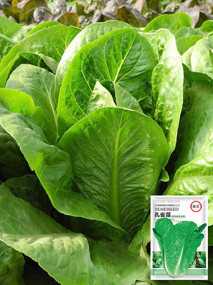 Jiemei Peacock Lettuce