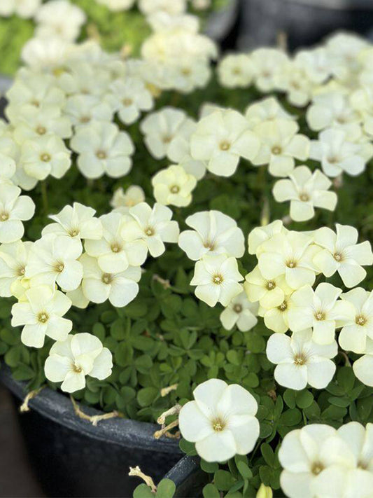 Oxalis perdicaria 'Cream Butterfly'