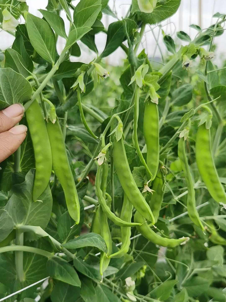 'Improved 604' Snow Pea