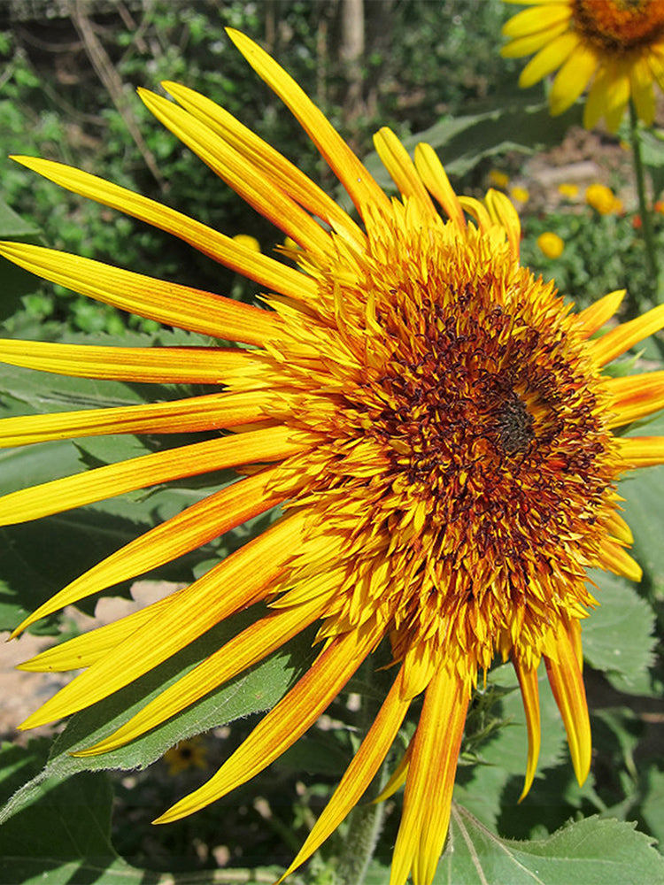 Meteor Double Sunflower