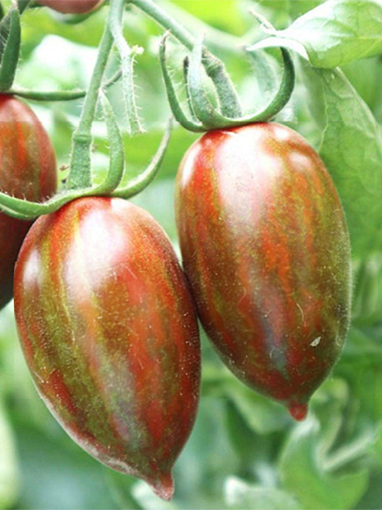 Zixia Tomato