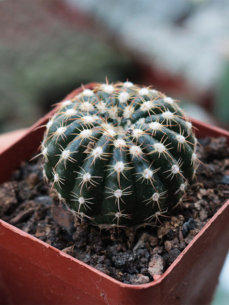 Parodia crassigibba