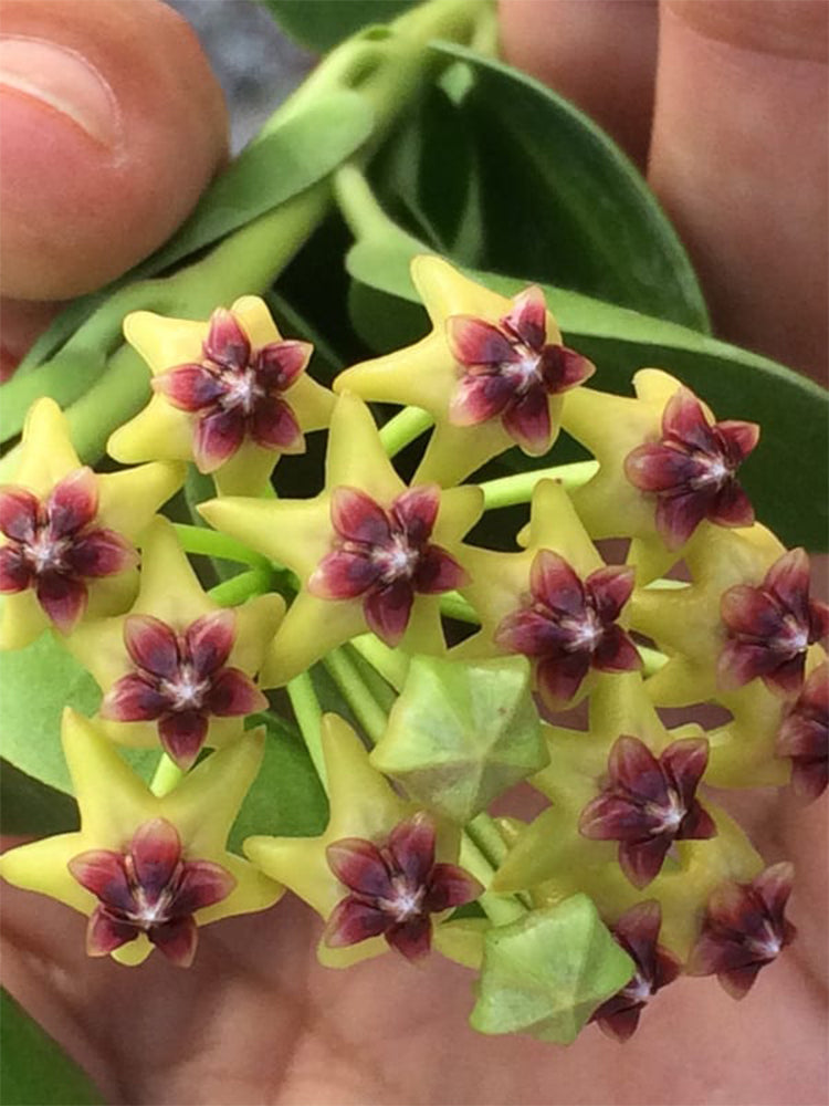 Hoya cumingiana Unrooted Stem Cuttings