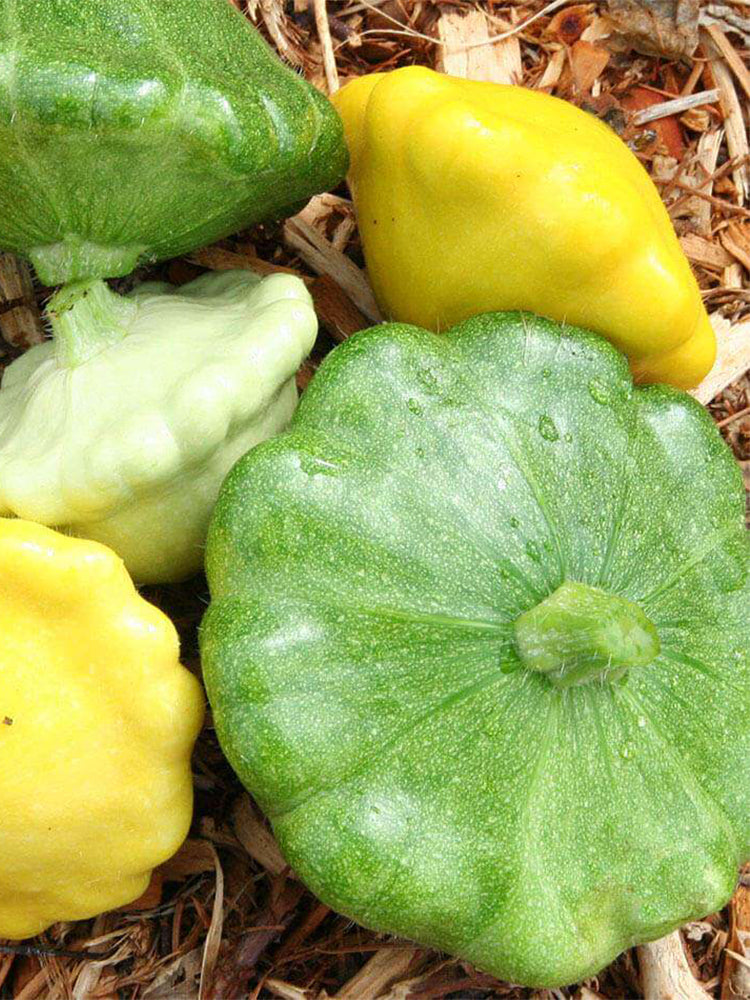 Yellow Patty Pan Squash