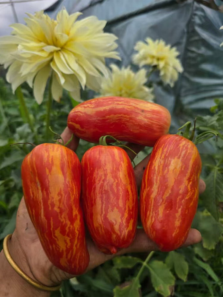 887 Fuego Rosa Tomato