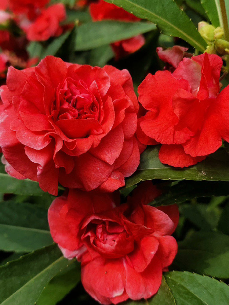 'Buddha's Hand' Impatiens