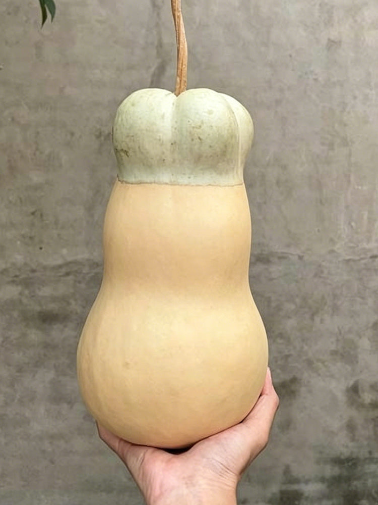 Small Lotus-head Gourd