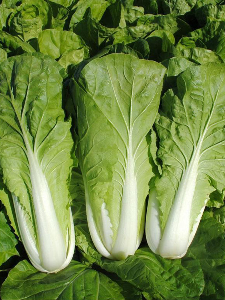 'Jiemei' Fast-growing Bok Choy