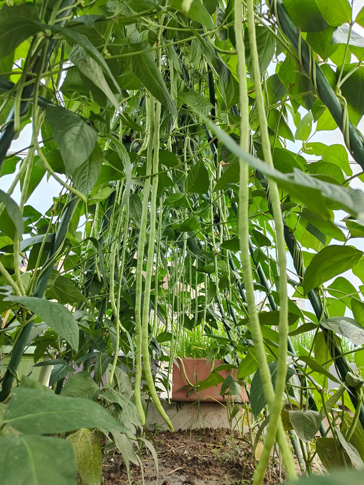 Shengcui No.2 Cowpea