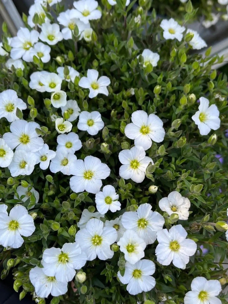 Mountain Sandwort