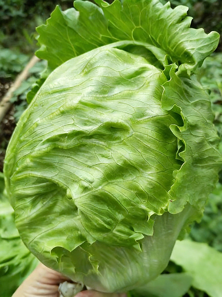 Meilü 103 Crisphead Lettuce