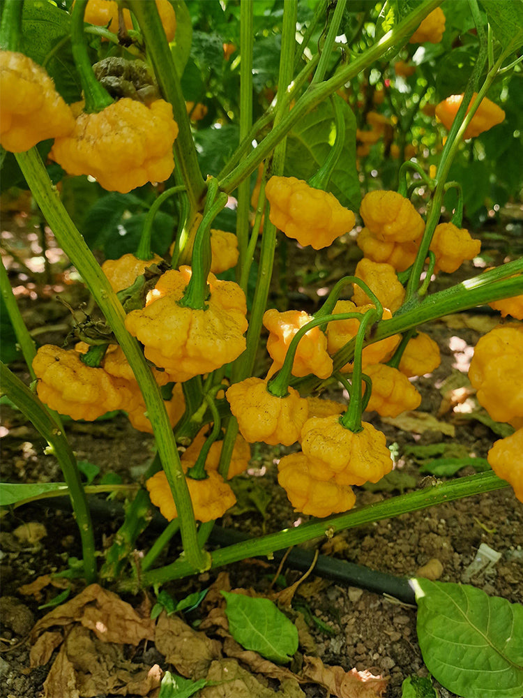 KS Lemon Starrburst Pepper