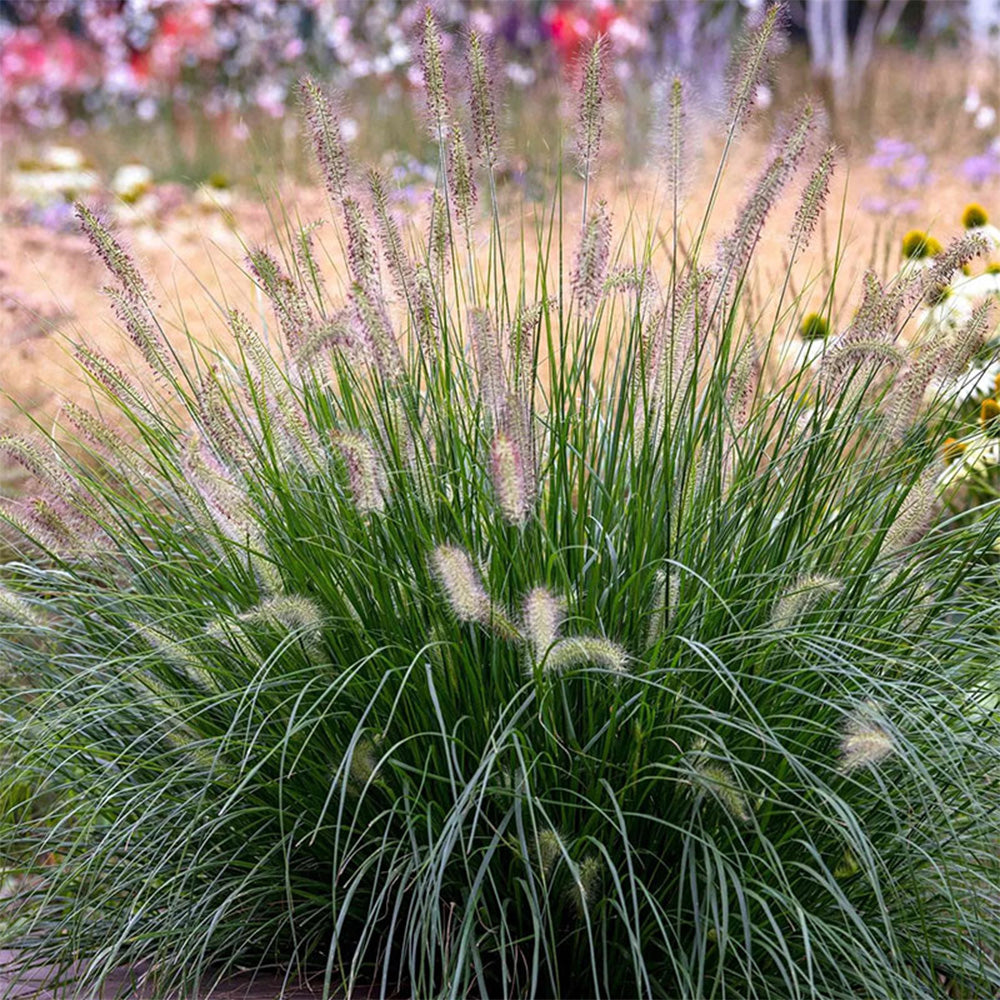 U2222 Purple Fountain Grass