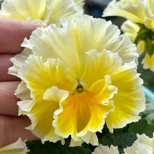 U2334 Da Danta Ruffled Viola
