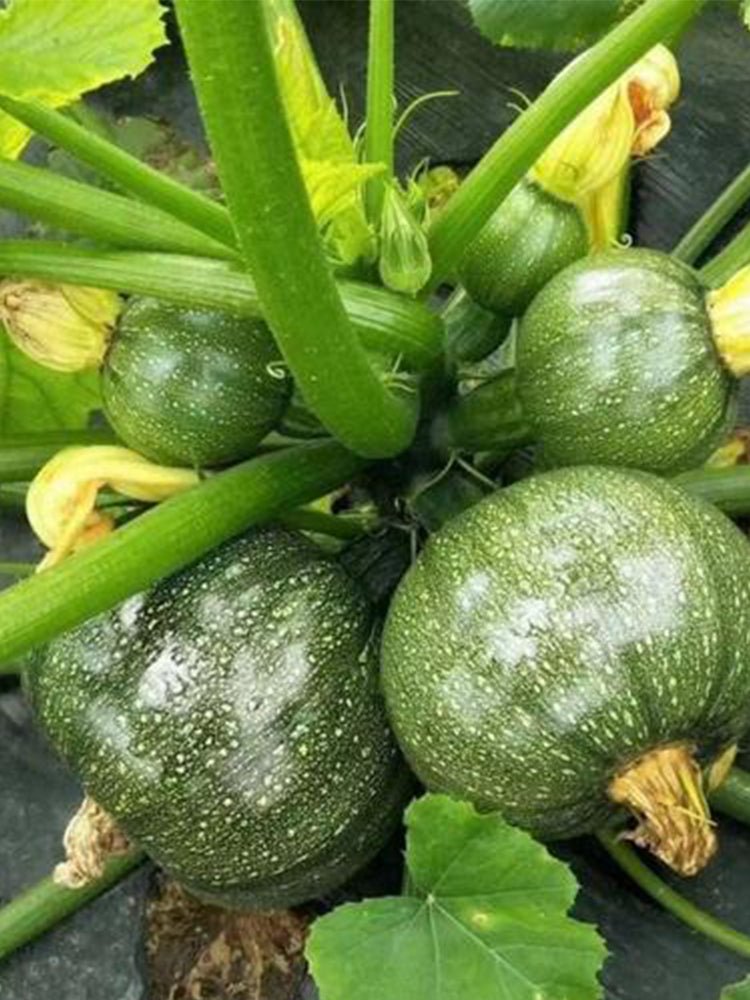 Black Pearl Zucchini