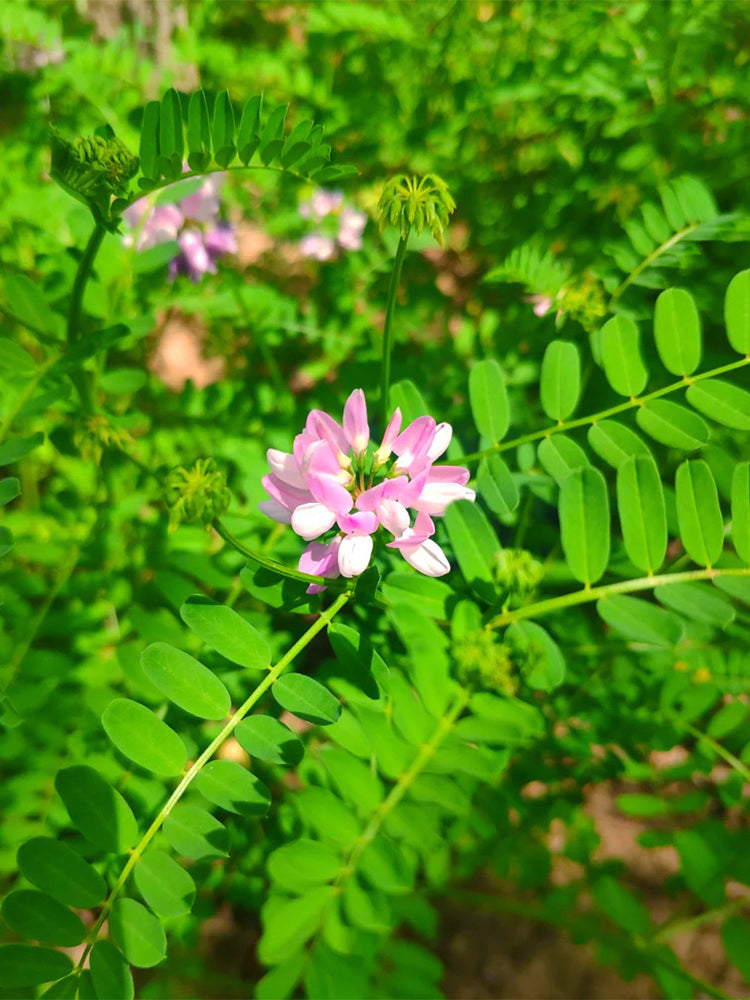 Crown Vetch