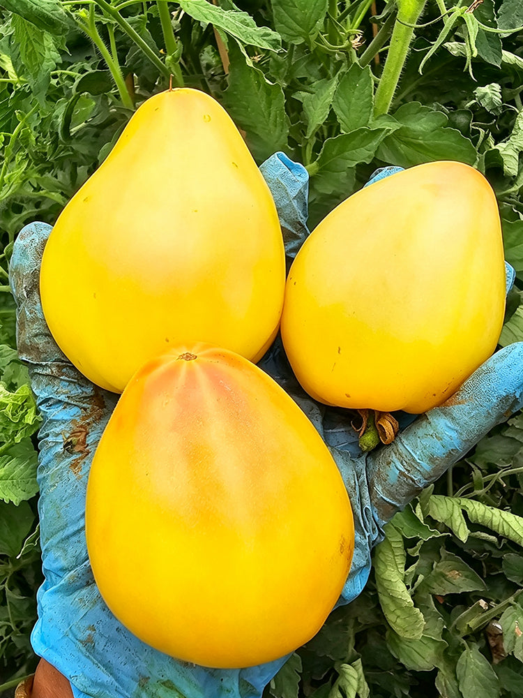 908 Sophia's White Heart F6 Tomato