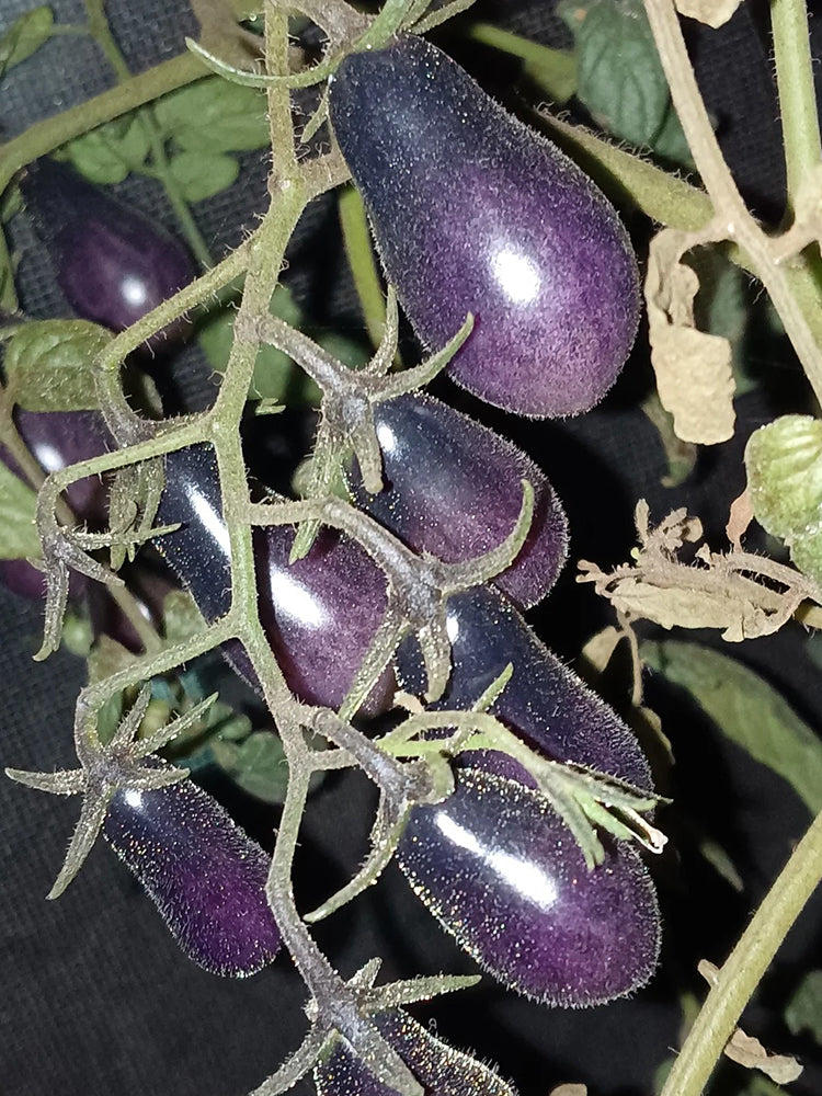 Black Key Tomato