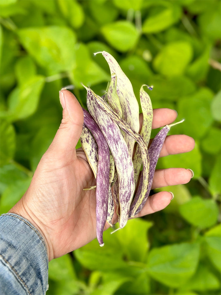 Purple Speckled Kidney Bean
