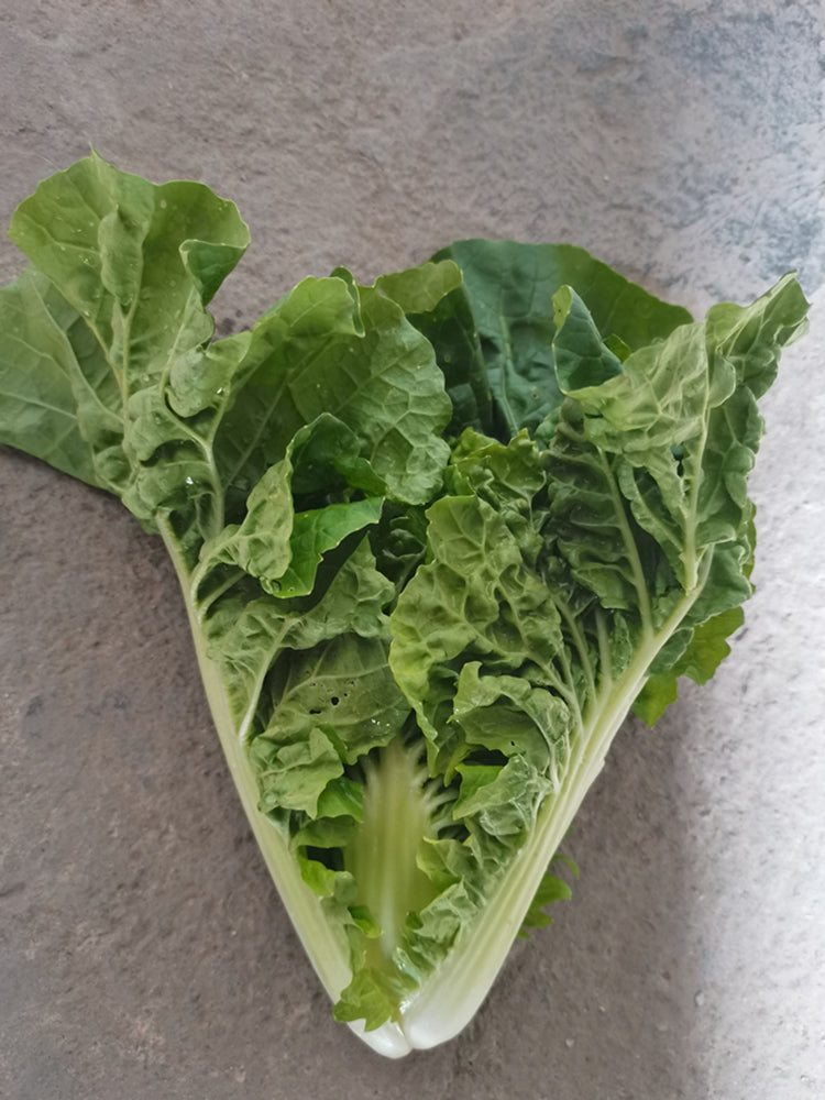 Early Royal Beijing Cabbage