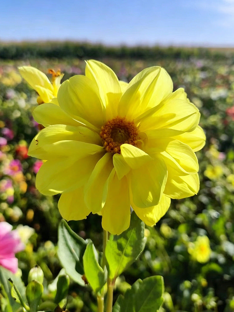 Dwarf Dahlia