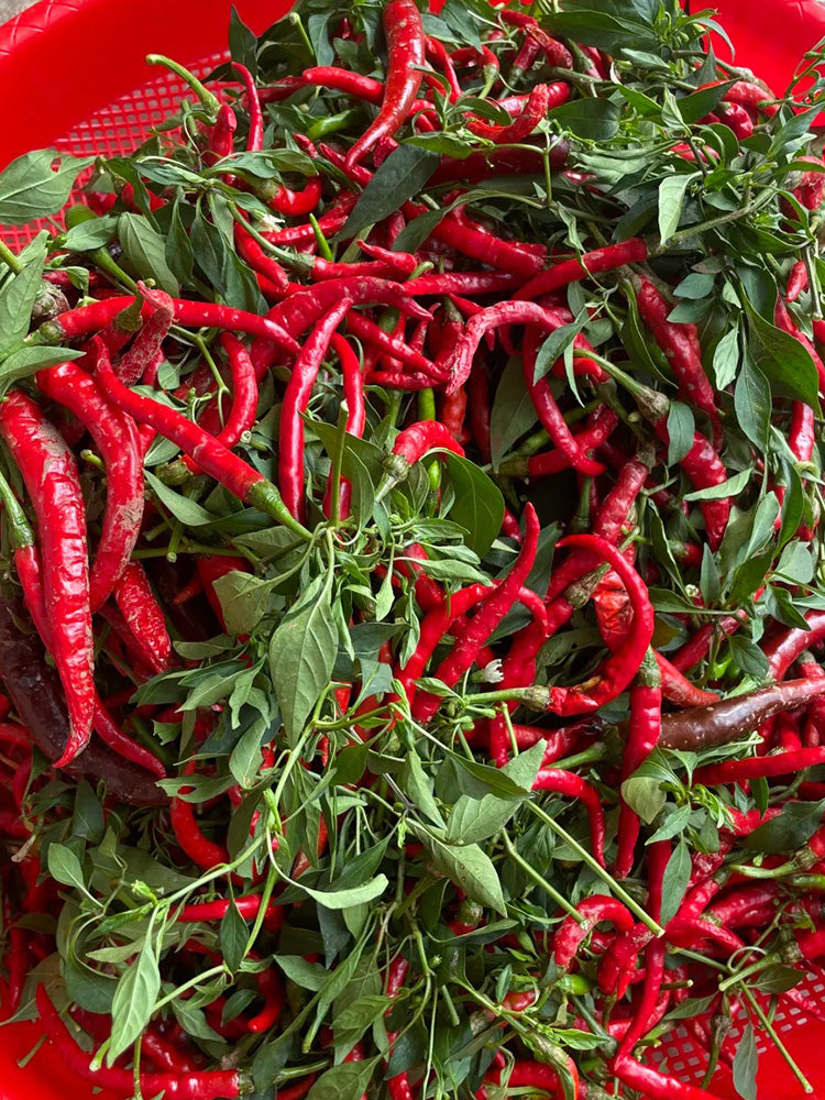 Chaodi Pepper