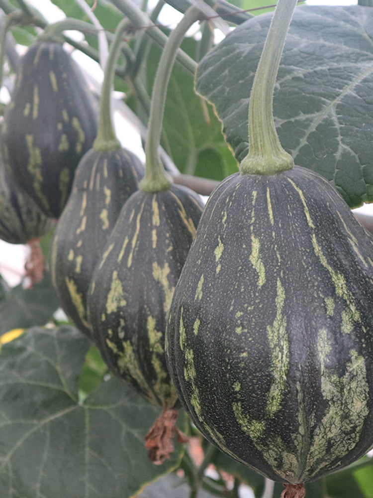 Fragrant Taro Pumpkin