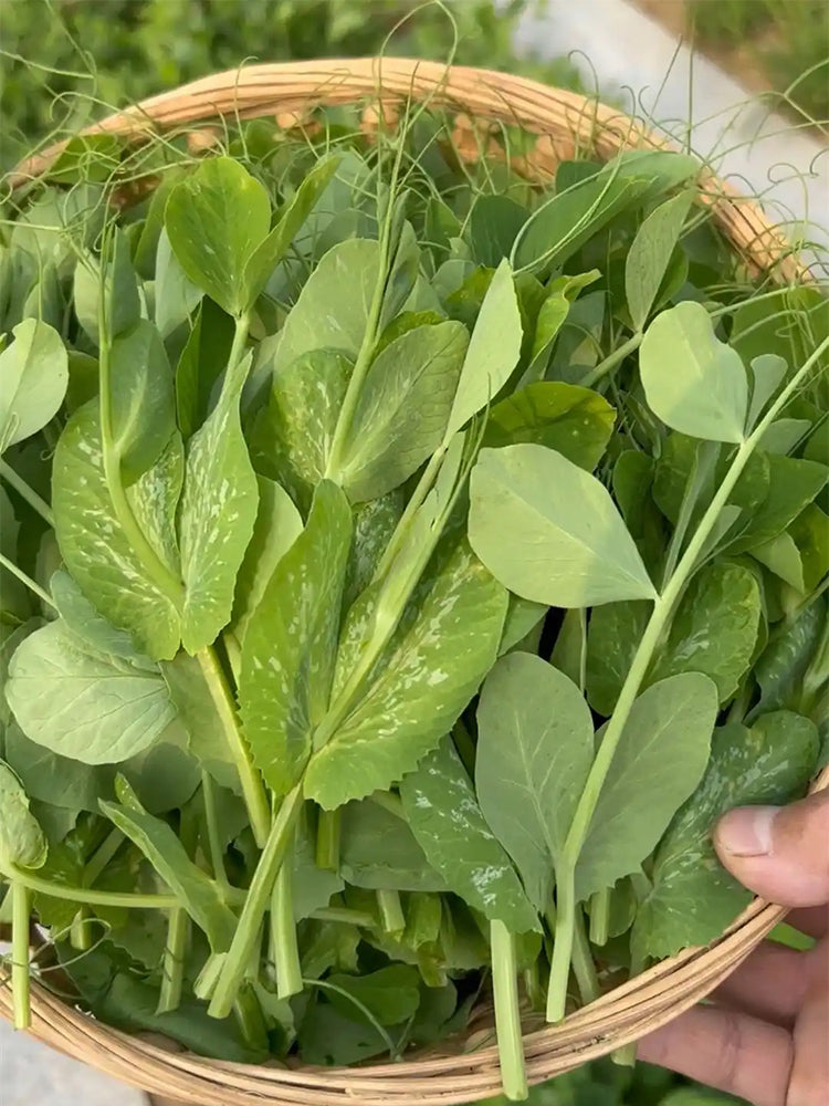 Jiemei Beardless Pea Shoots
