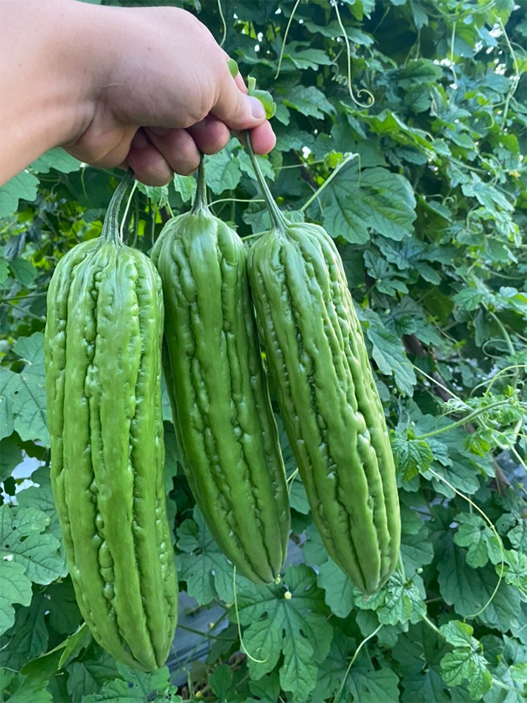 'Xinjinxiu No.12' Bitter Melon