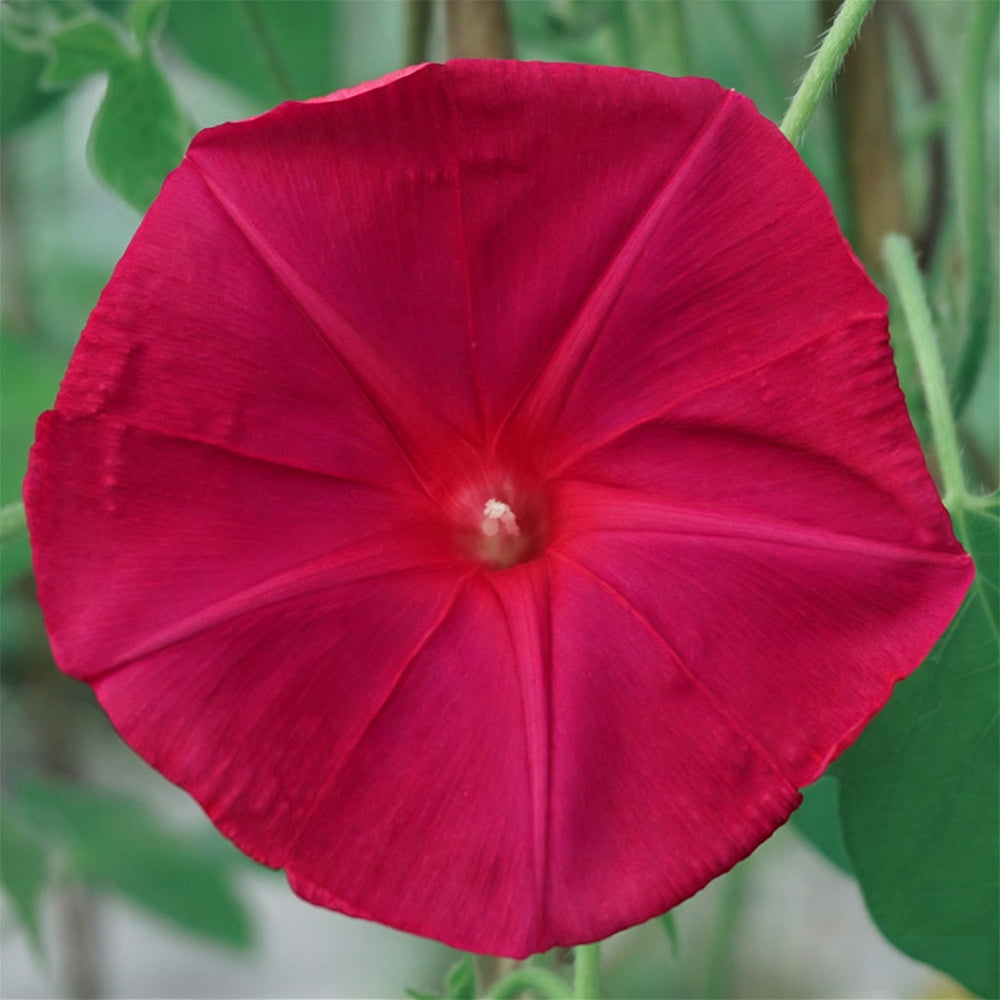 Red Queen Morning Glory