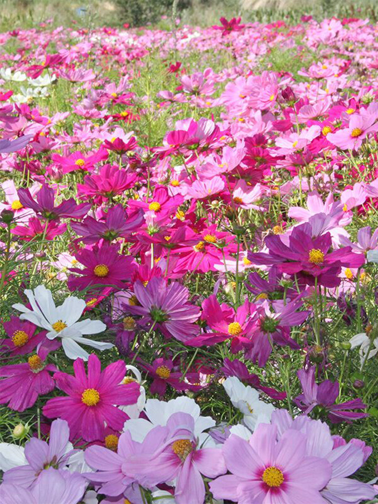Hezhichun Mixed Color Cosmos
