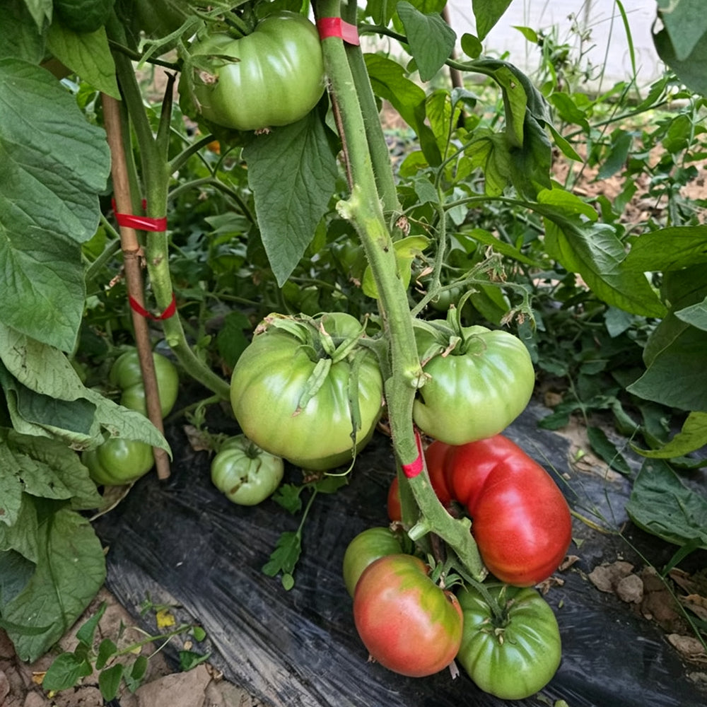 764 Aquarius Constellation Series Tomato