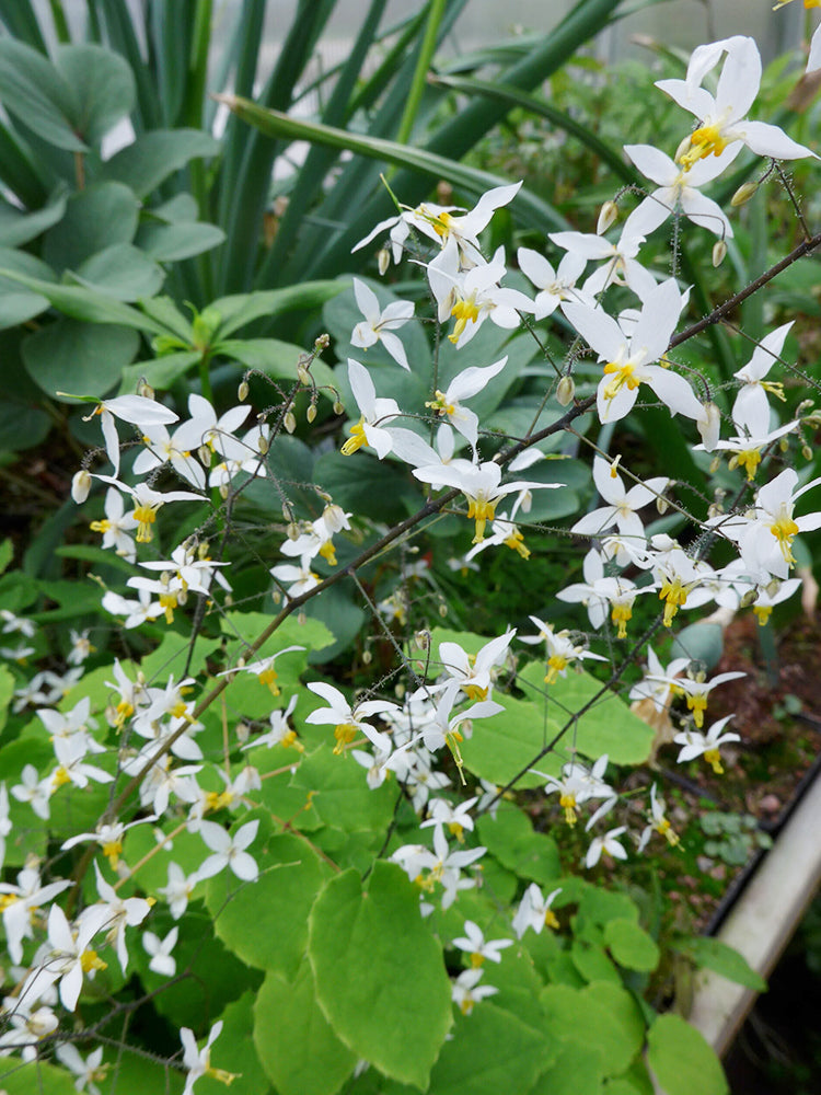 Epimedium Brevicornu, Round Leaf