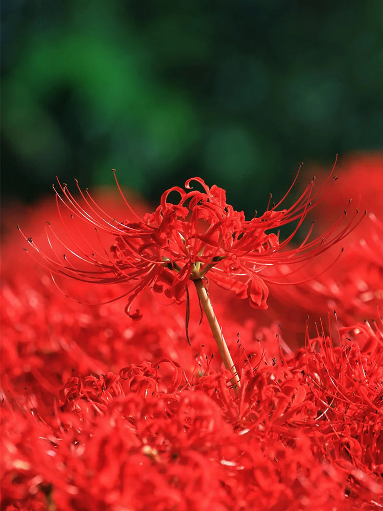 Lycoris radiata (Triploid)