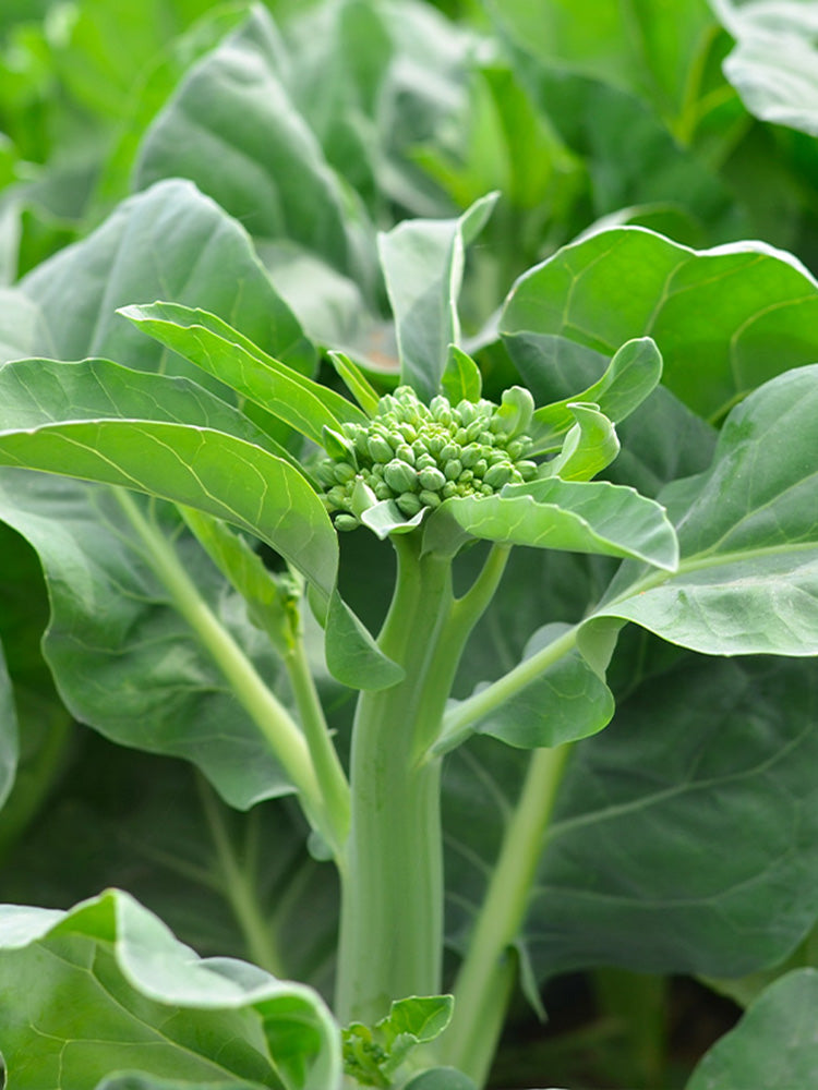 'Nongyan Yellow Flower' Chinese Kale