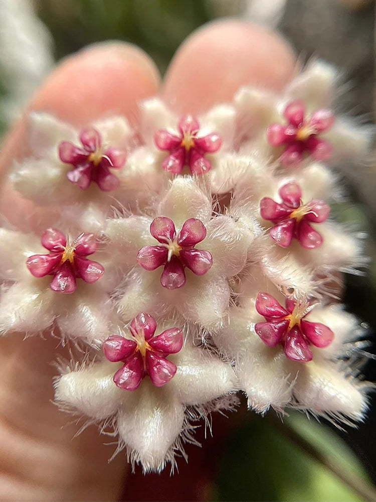 Hoya caudata 'Big Green Leaf' Unrooted Stem Cuttings