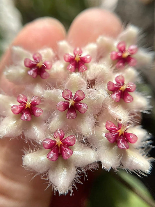 Hoya caudata 'Big Green Leaf' Unrooted Stem Cuttings