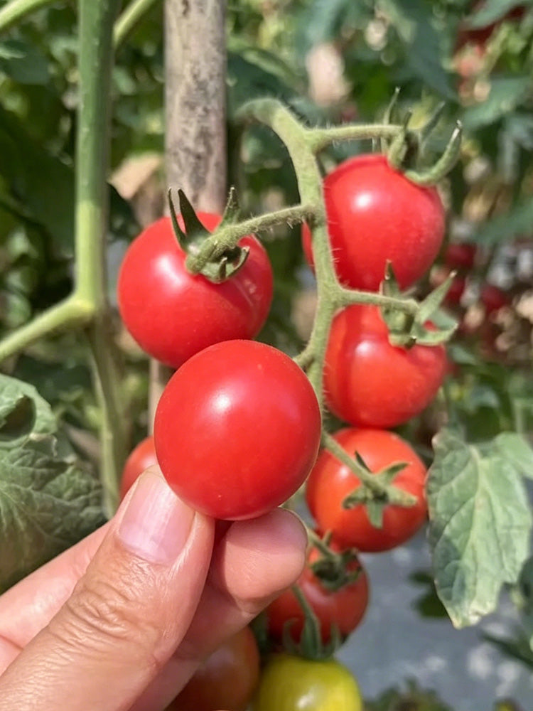'Zhongying 2478' Cherry Tomato