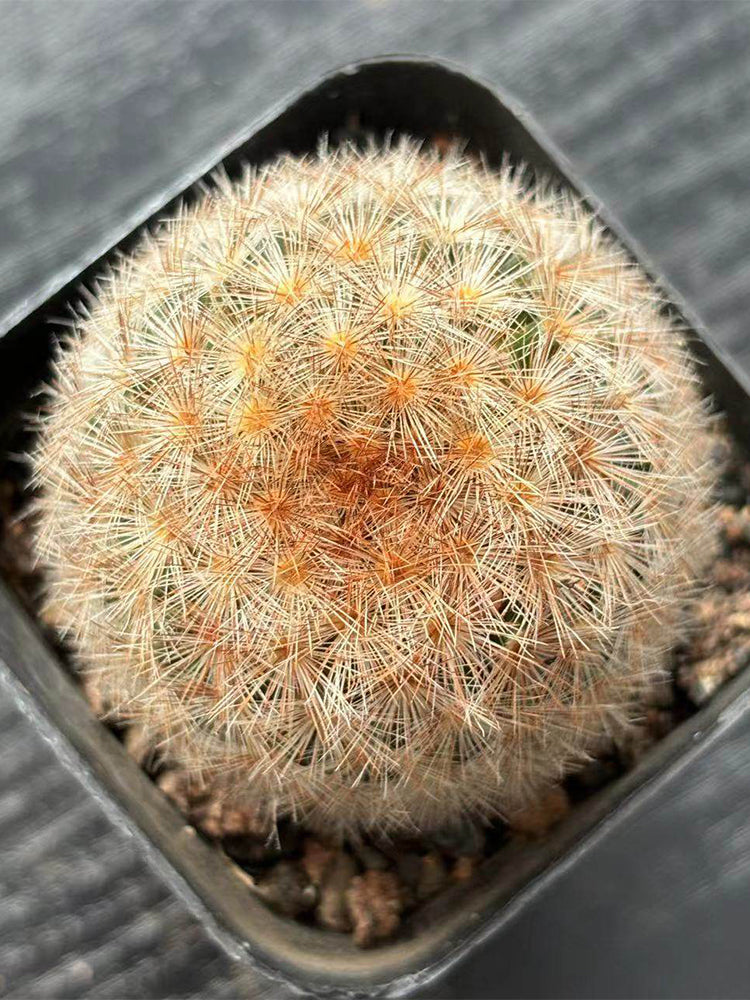 Mammillaria carmenae